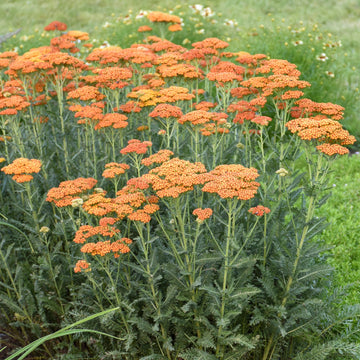 Yarrow Seeds – Orange