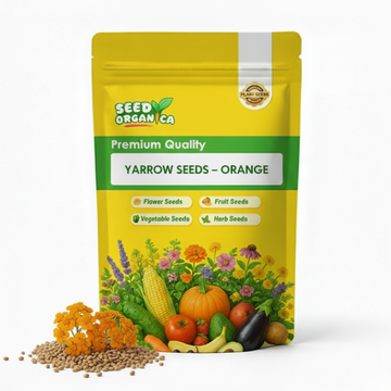 Yarrow Seeds – Orange