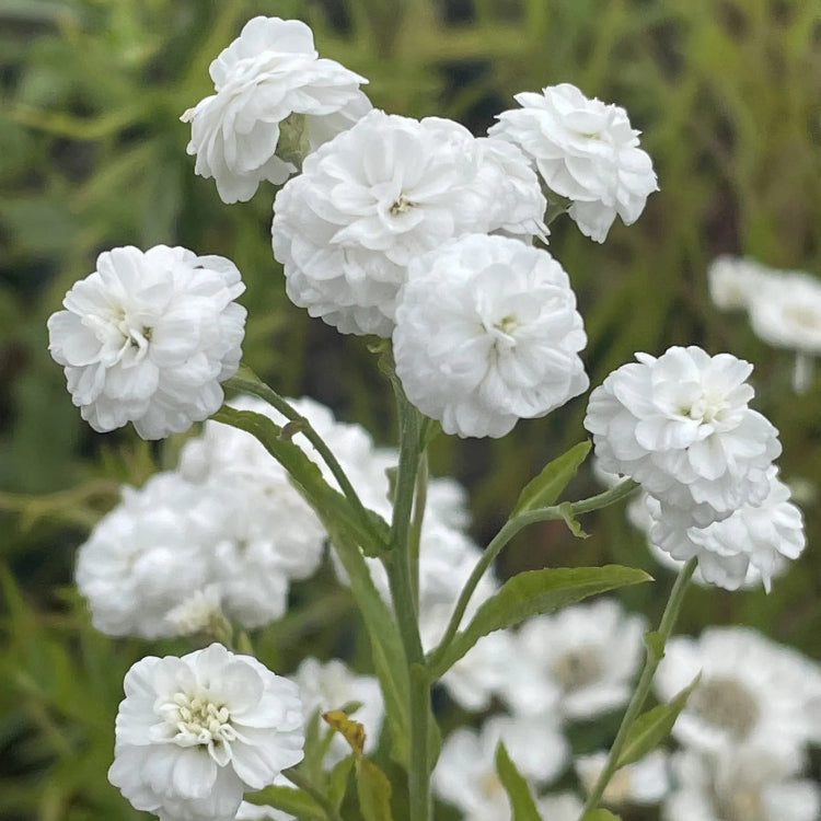 Yarrow Seeds – Pearl White