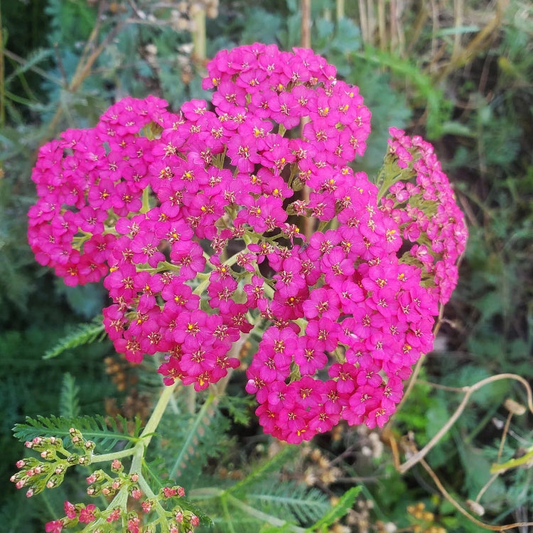 Yarrow Seeds – Pink
