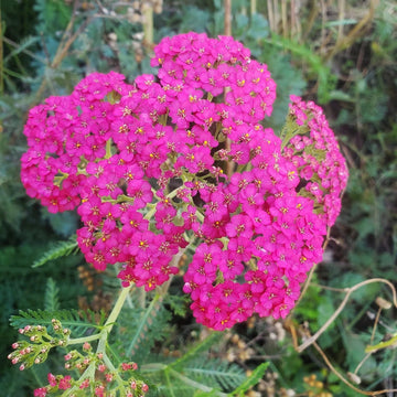 Yarrow Seeds – Pink