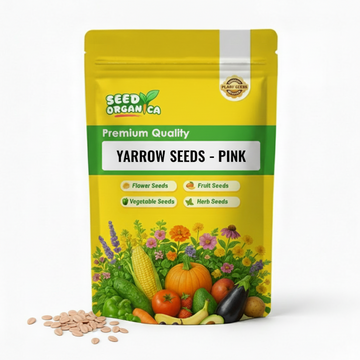 Yarrow Seeds – Pink