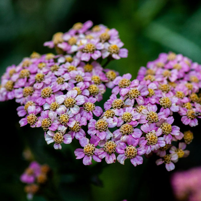 Yarrow Seeds – Purple
