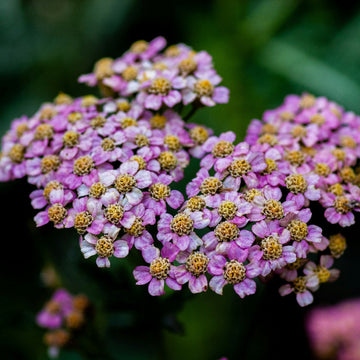Yarrow Seeds – Purple
