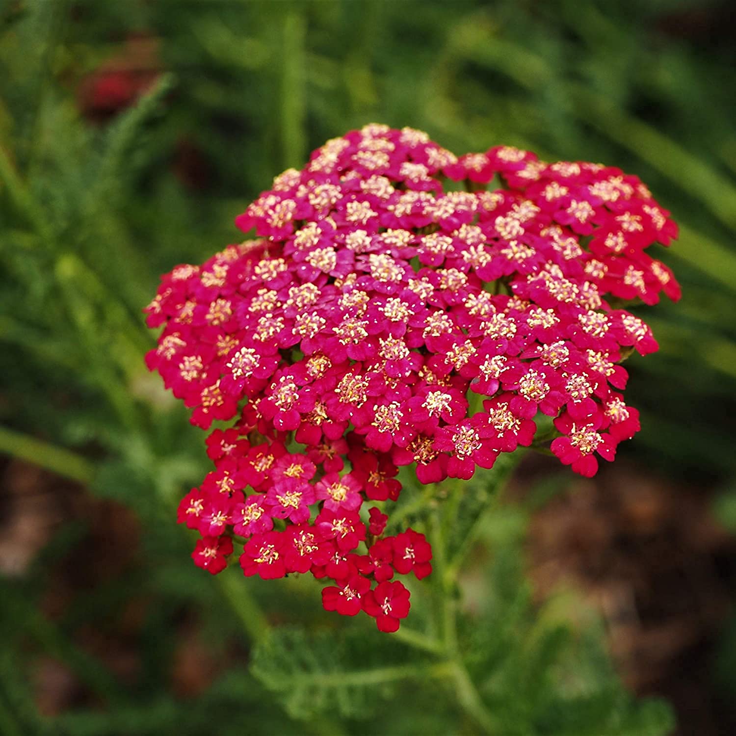 Yarrow Seeds – Red
