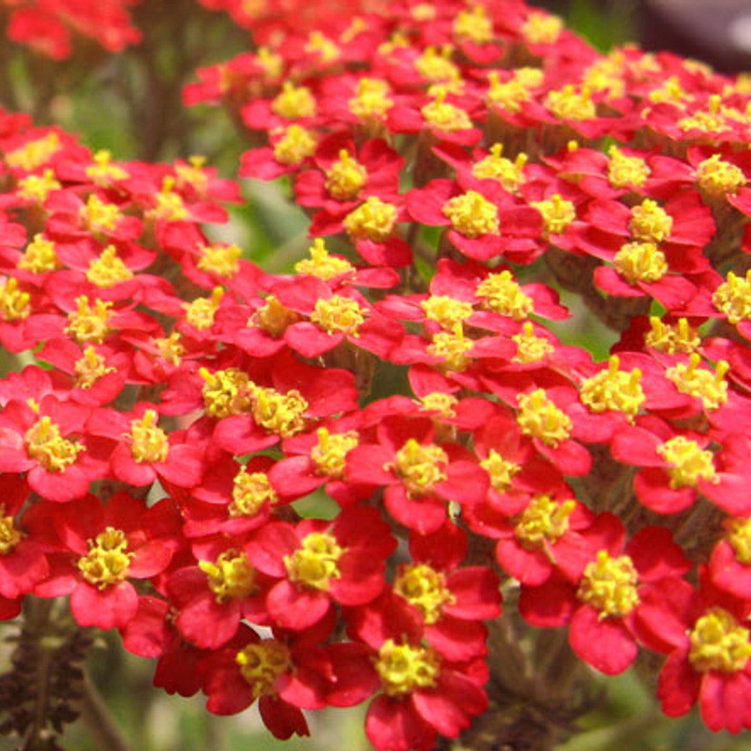 Yarrow Seeds – Red & Yellow
