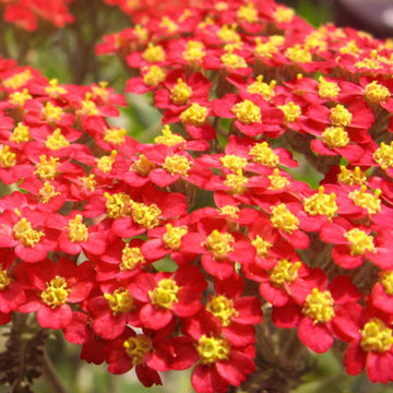 Yarrow Seeds – Red & Yellow
