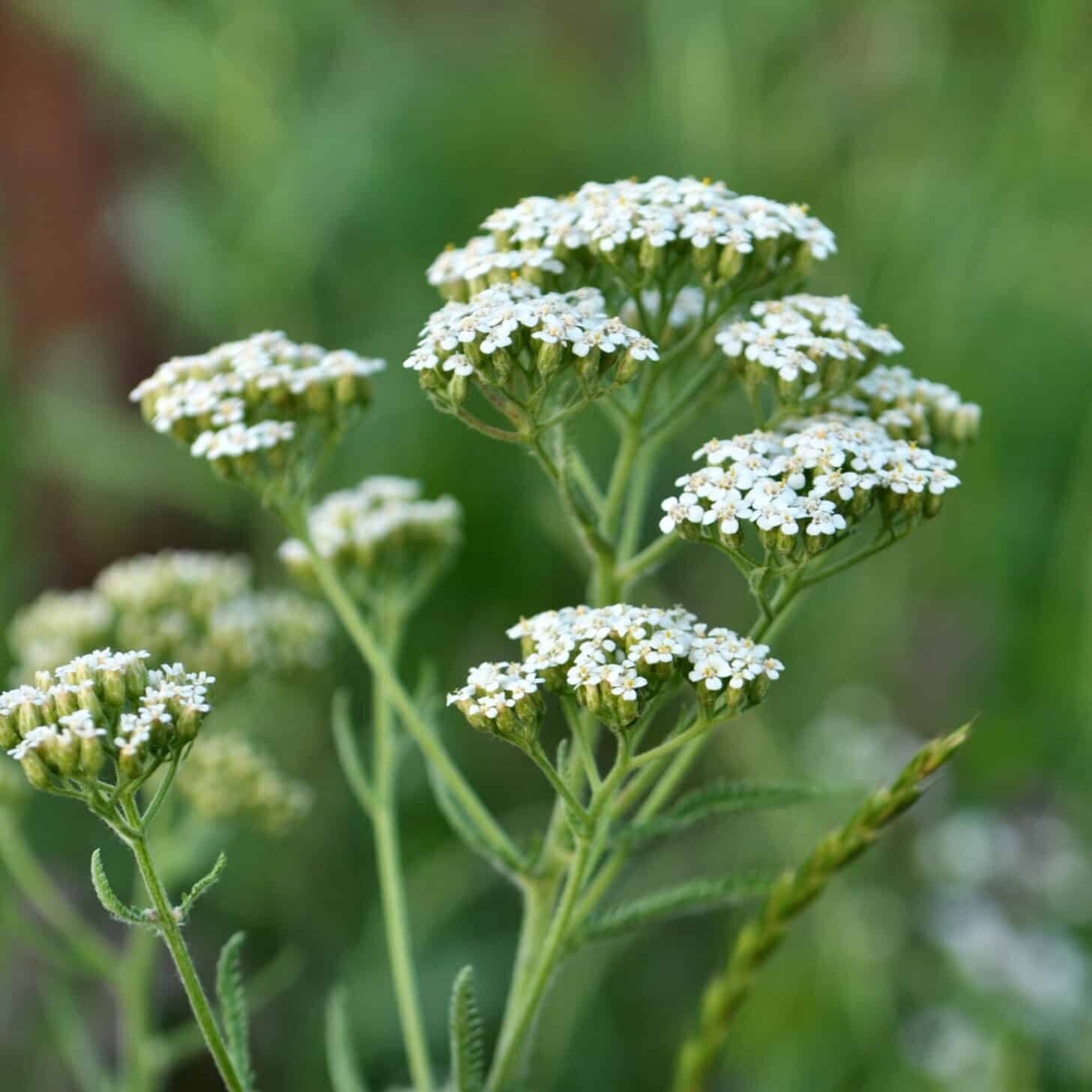 Yarrow Seeds – White
