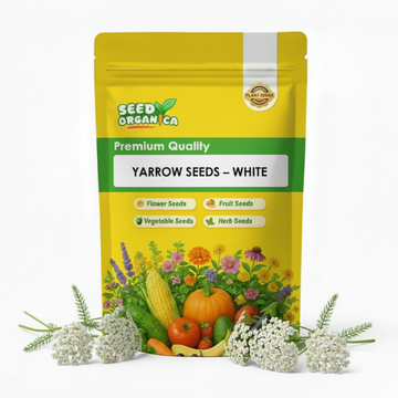 Yarrow Seeds – White