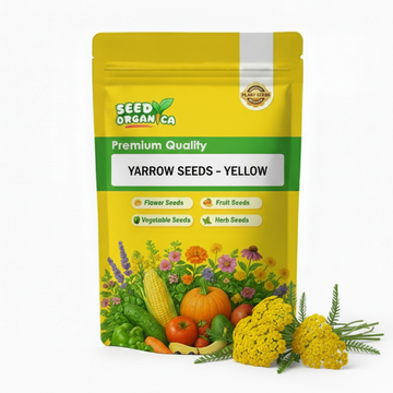 Yarrow Seeds – Yellow