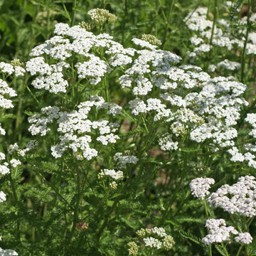 Yarrow Seeds – White
