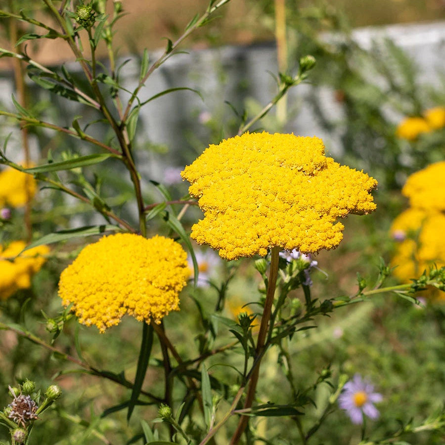 Yarrow Seeds – Yellow