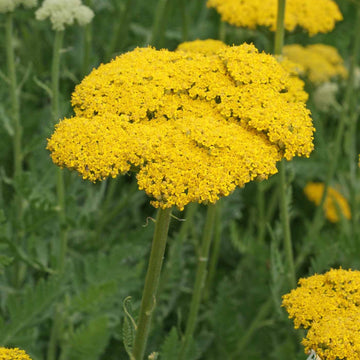 Yarrow Seeds – Yellow