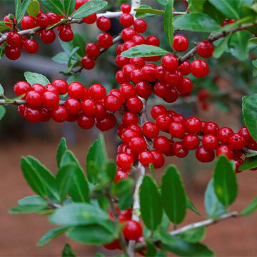 Yaupon Holly Seeds - Herbal Plant