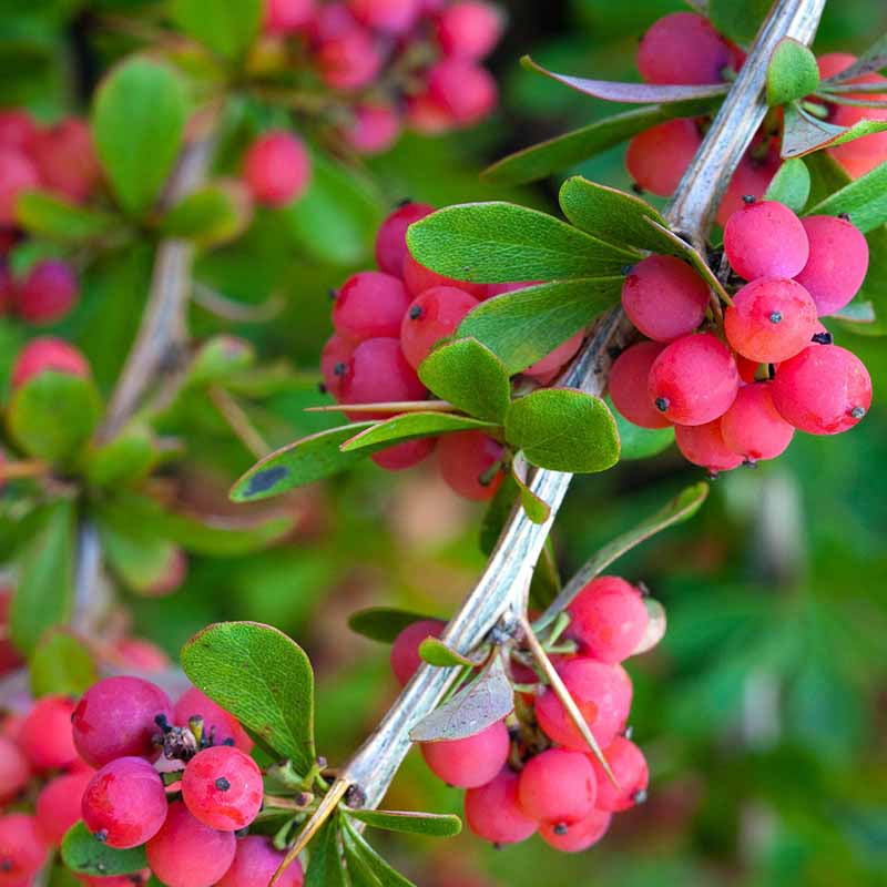 Yaupon Holly Seeds - Herbal Plant