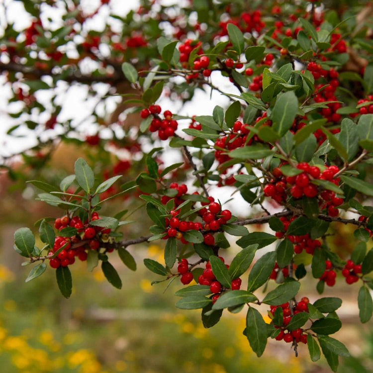 Yaupon Holly Seeds for Planting