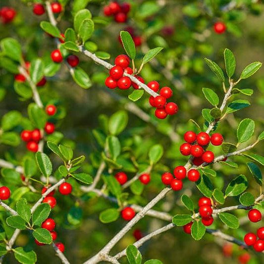 Yaupon Holly Seeds for Planting