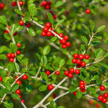 Yaupon Tea Plant Seeds