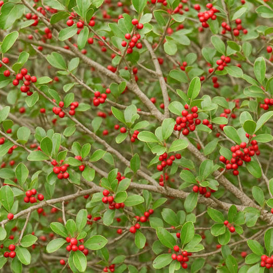 Yaupon Tea Plant Seeds
