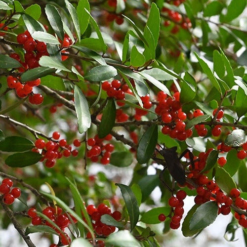 Yaupon Tea Plant Seeds