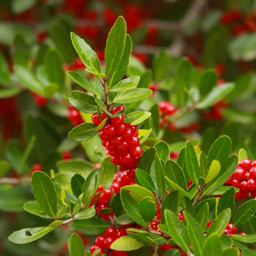 Yaupon Tea Plant Seeds