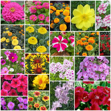 Year Round Flower Collection Seeds