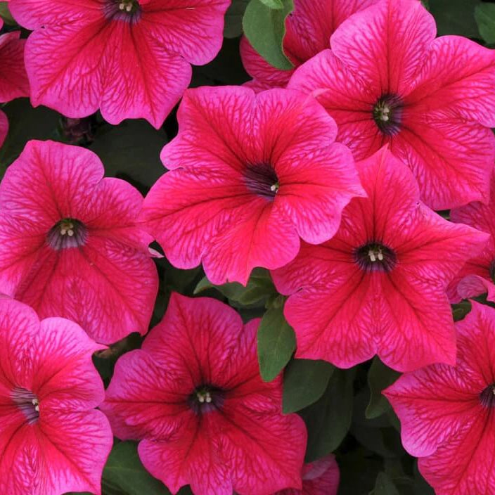 Year Round Flower Collection Seeds