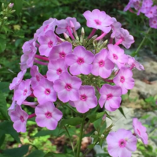 Year Round Flower Collection Seeds