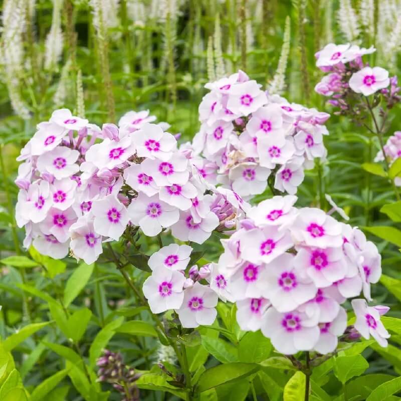 Year Round Flower Collection Seeds