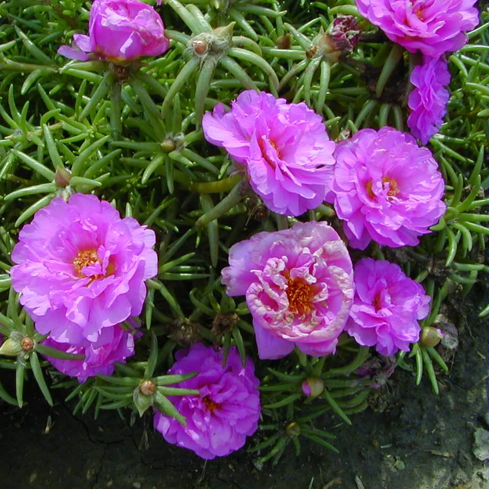 Year Round Flower Collection Seeds