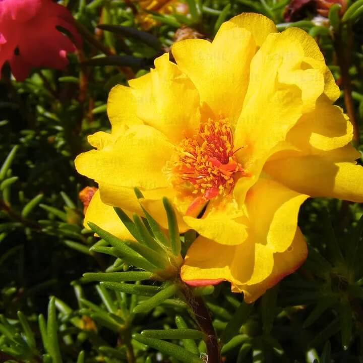 Year Round Flower Collection Seeds