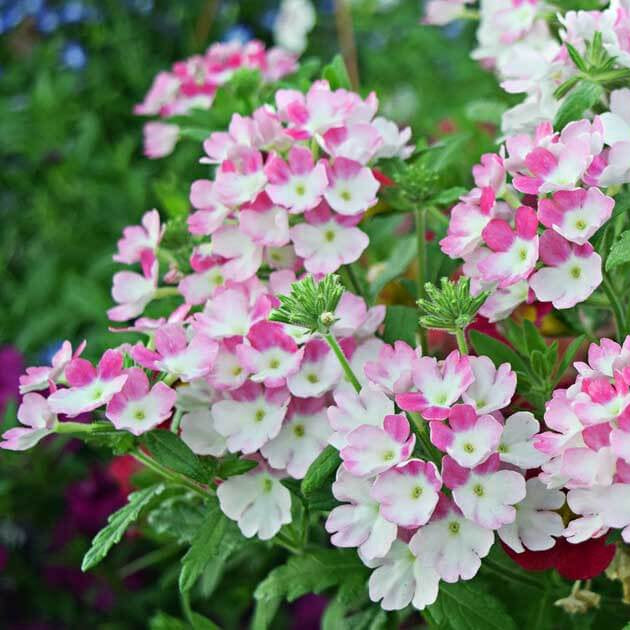 Year Round Flower Collection Seeds
