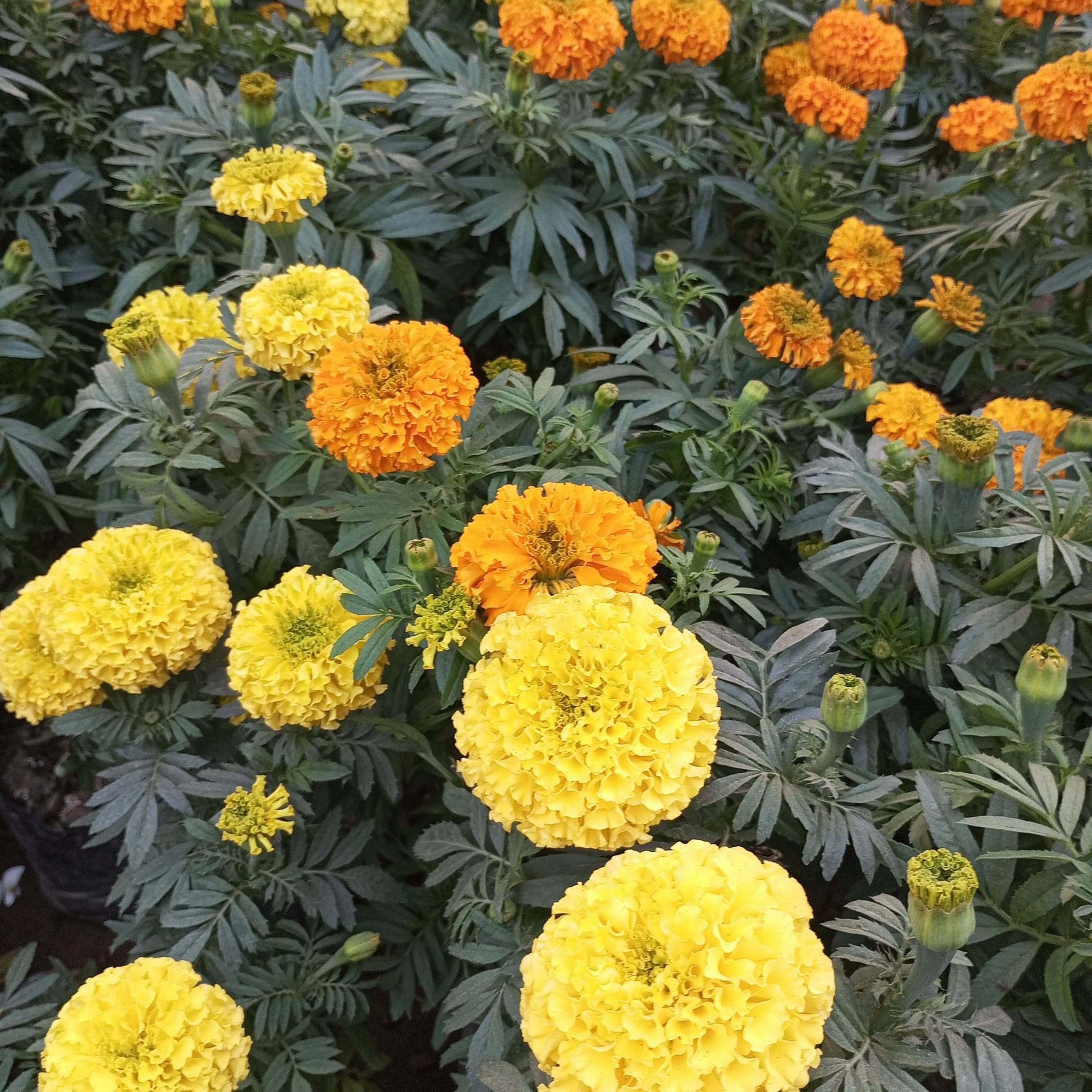 Year Round Flower Collection Seeds
