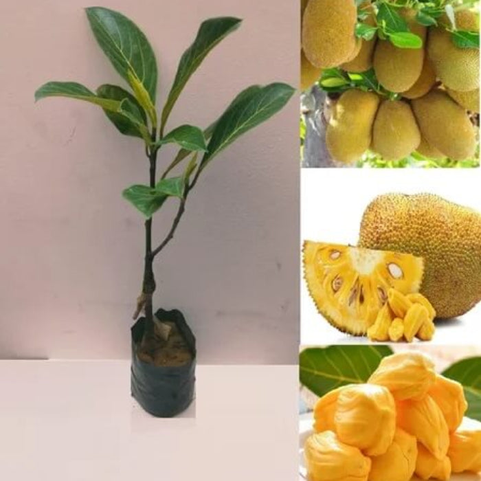 Yellow-Green Jackfruit Seed