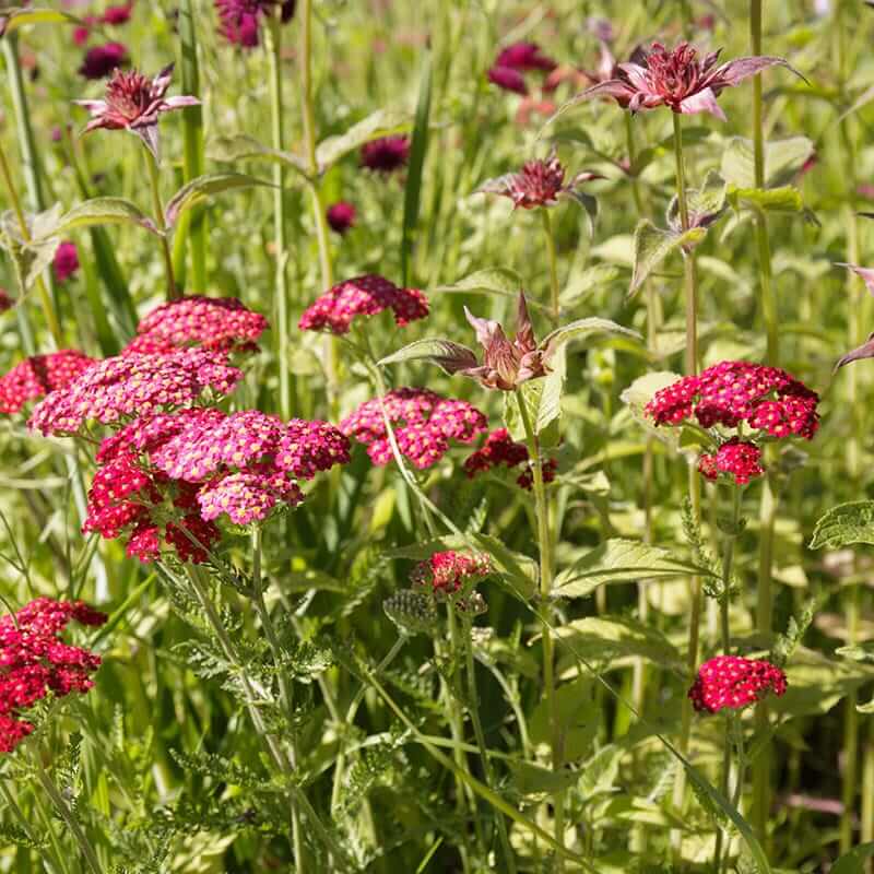 Yellow-Red Achillea Seeds