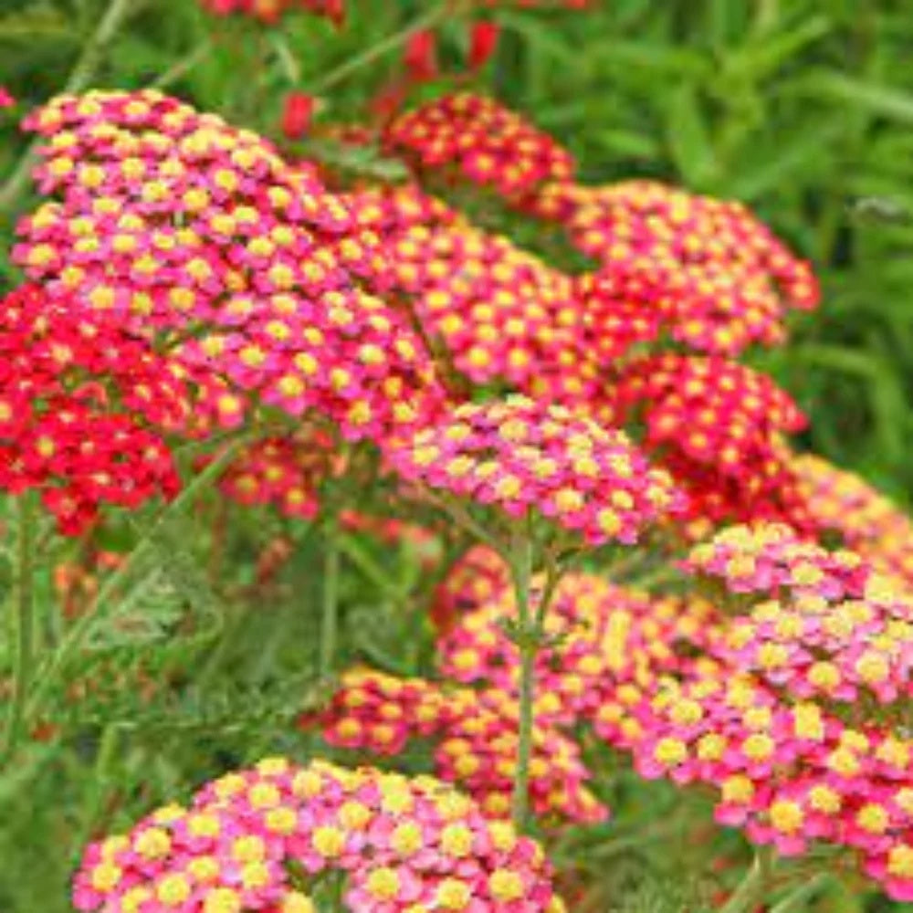 Yellow-Red Achillea Seeds 