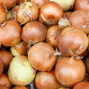 Onion Seeds – Yellow