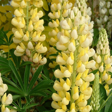Lupine Seeds – Yellow & White