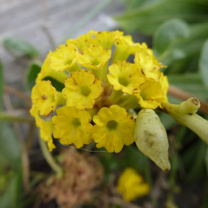Yellow Abronia Latifolia Seeds
