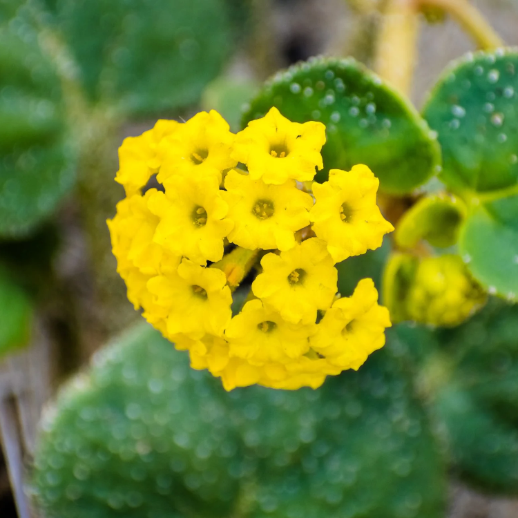 Yellow Abronia Latifolia Seeds