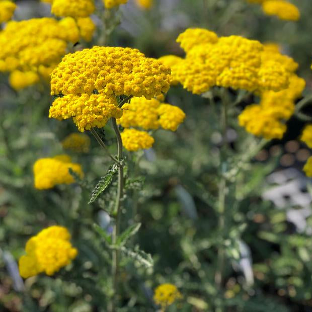 Yellow Achillea Seeds 