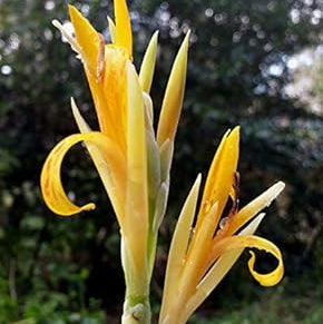 Yellow Achira Seeds – Wildflower Mix, Heirloom