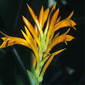 Yellow Achira Seeds – Wildflower Mix, Heirloom