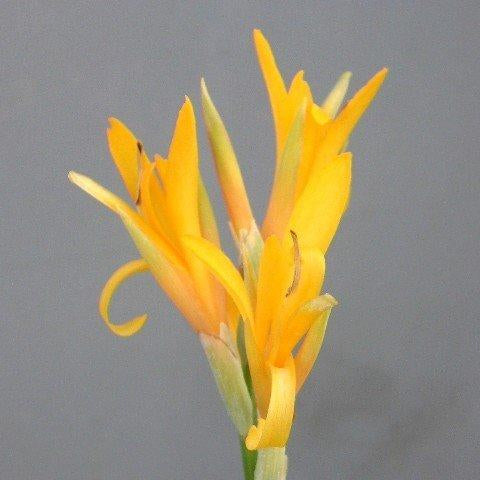 Yellow Achira Seeds – Wildflower Mix, Heirloom