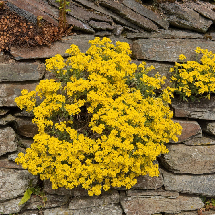 Yellow Alyssum Seeds