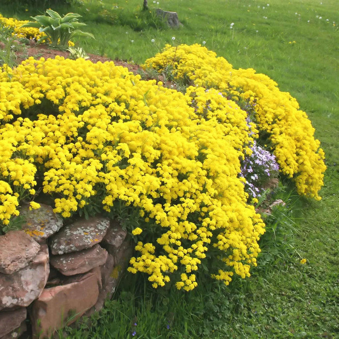 Yellow Alyssum Seeds