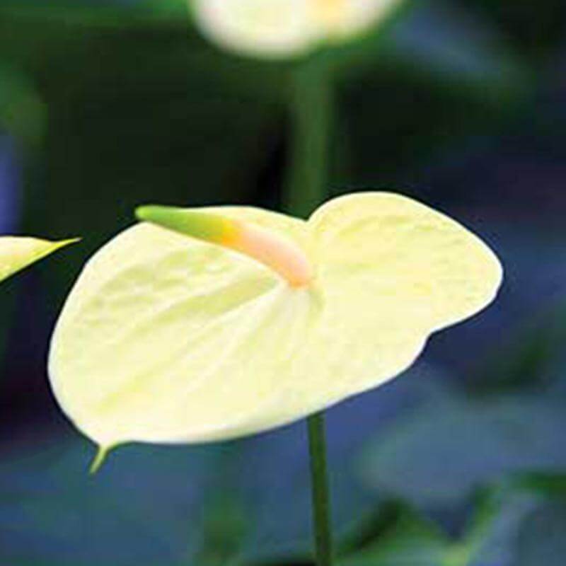 Yellow Anthurium Seeds - Flower Plant