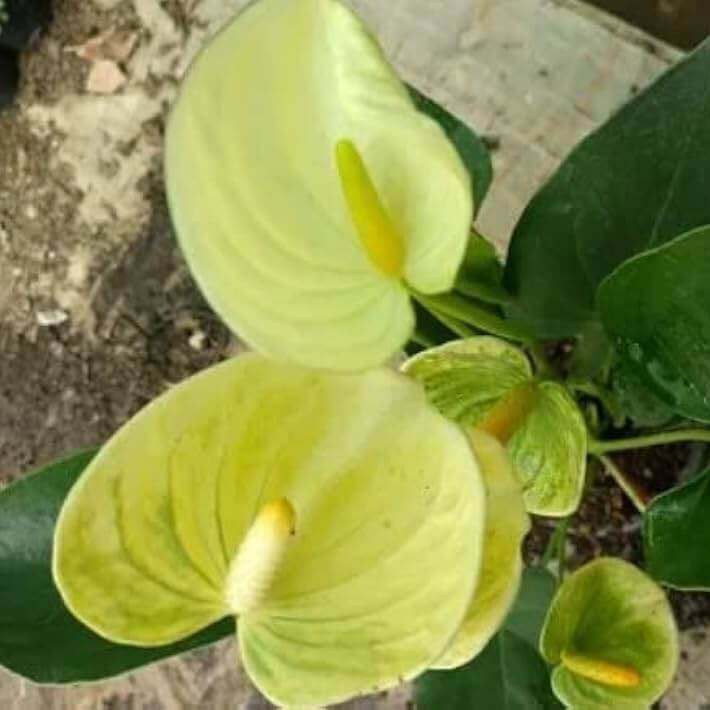 Yellow Anthurium Seeds - Flower Plant