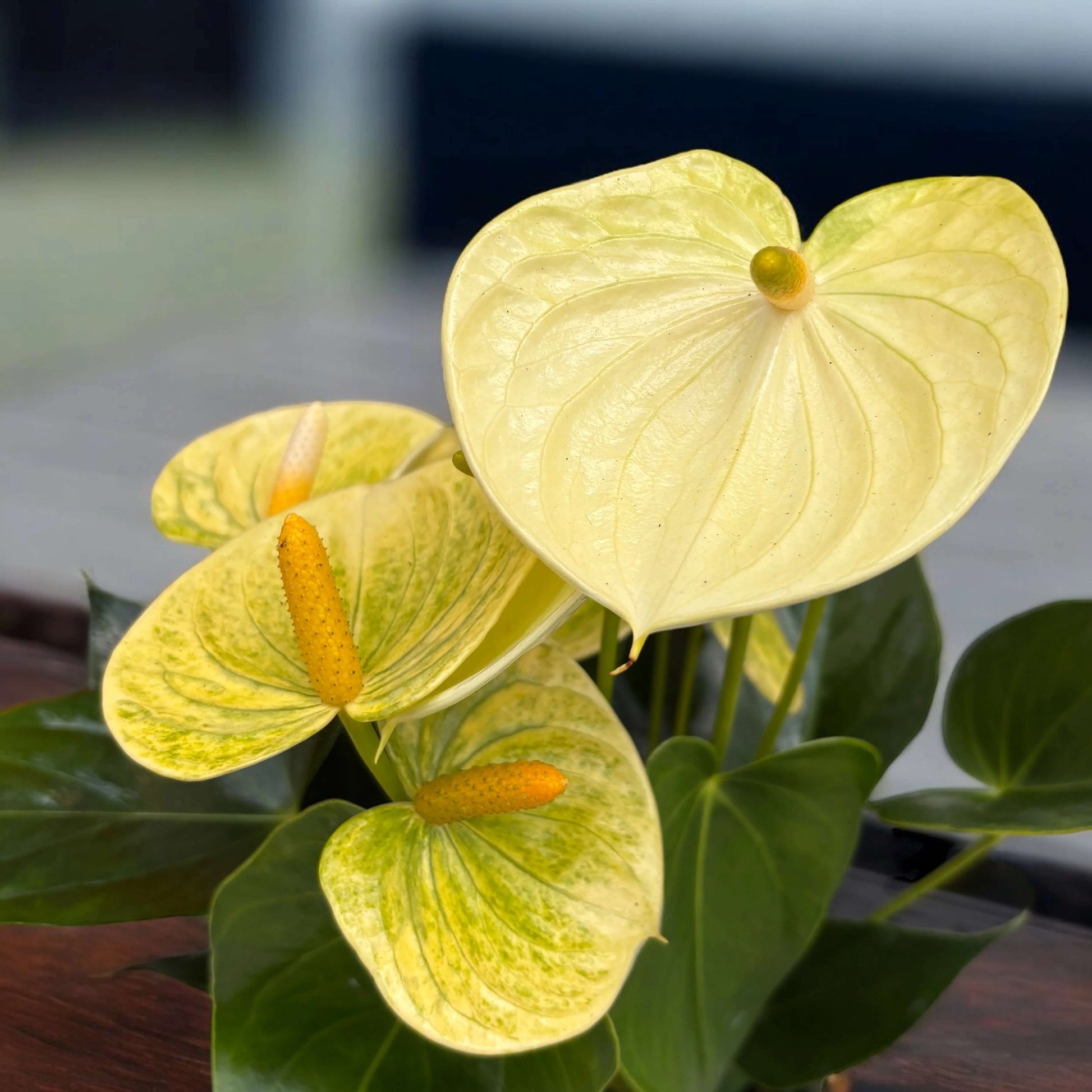 Yellow Anthurium Seeds - Flower Plant