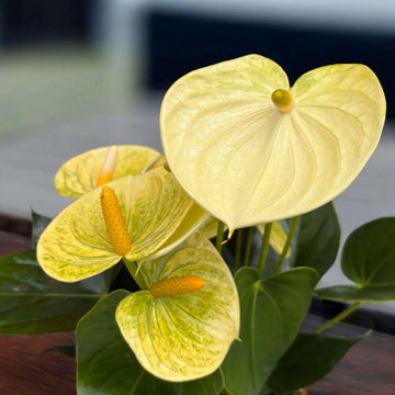 Yellow Anthurium Seeds - Flower Plant